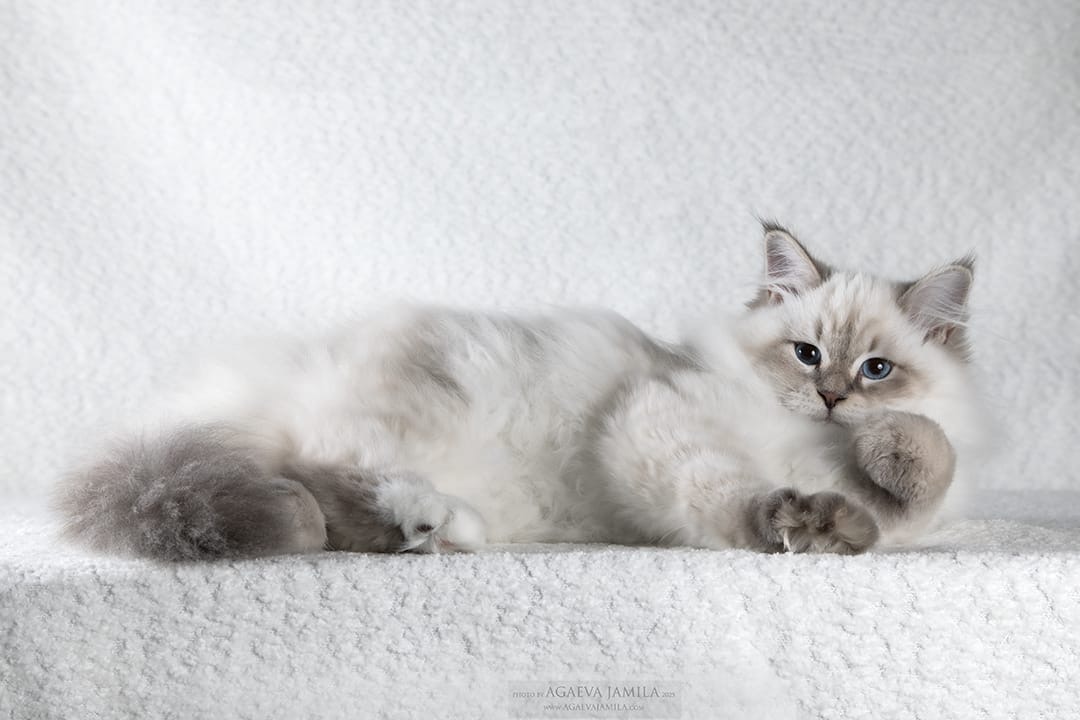 Le standard de la race