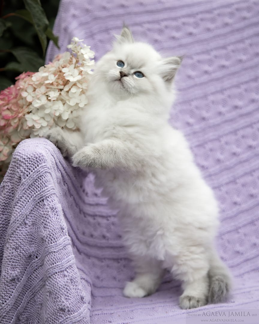 Chat Sibérien et humain