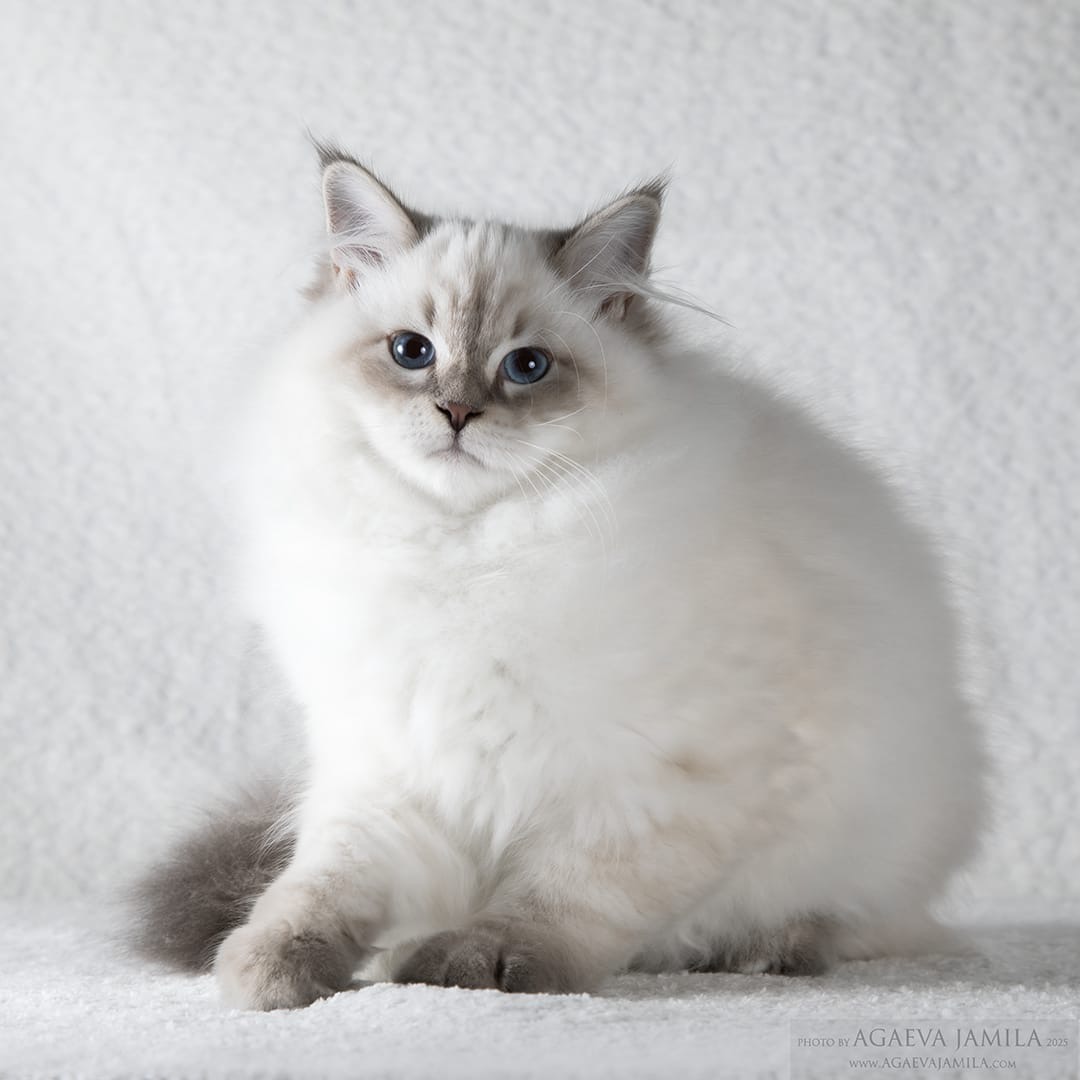 Demetra Top*Matryoshka