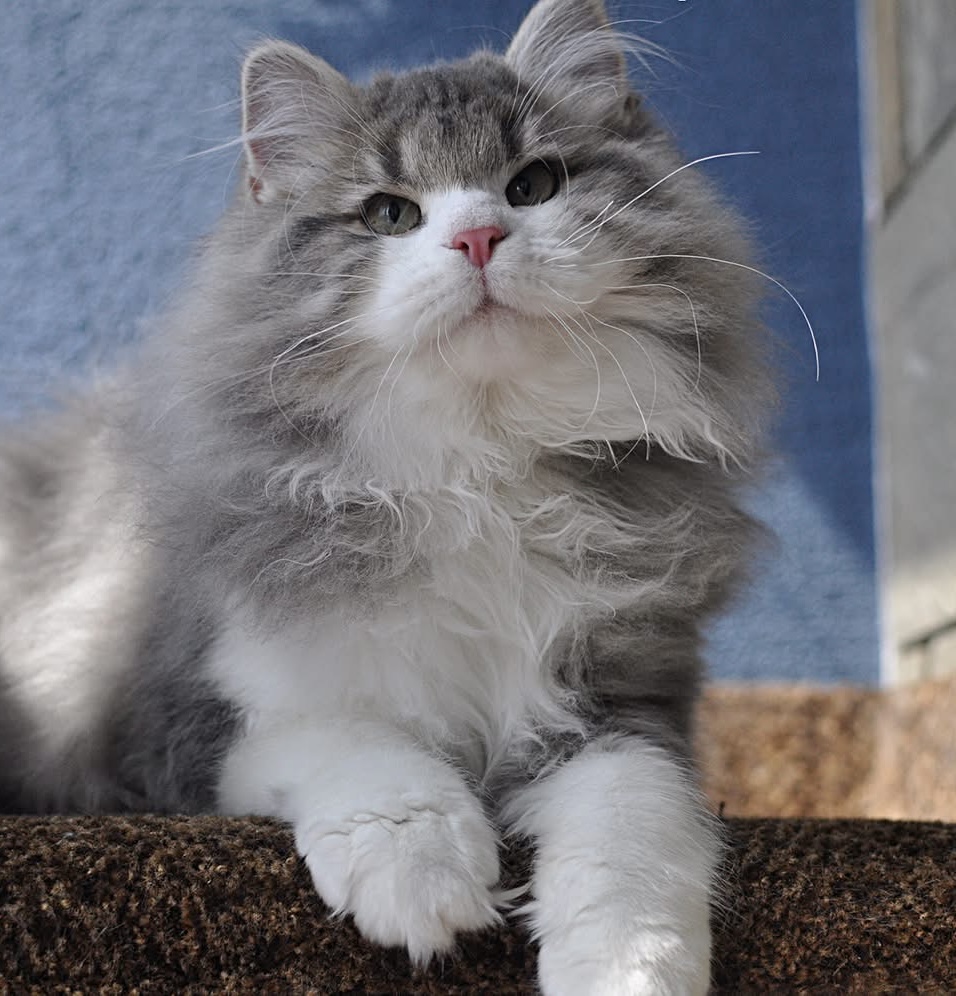 Chat Sibérien hypoallergénique