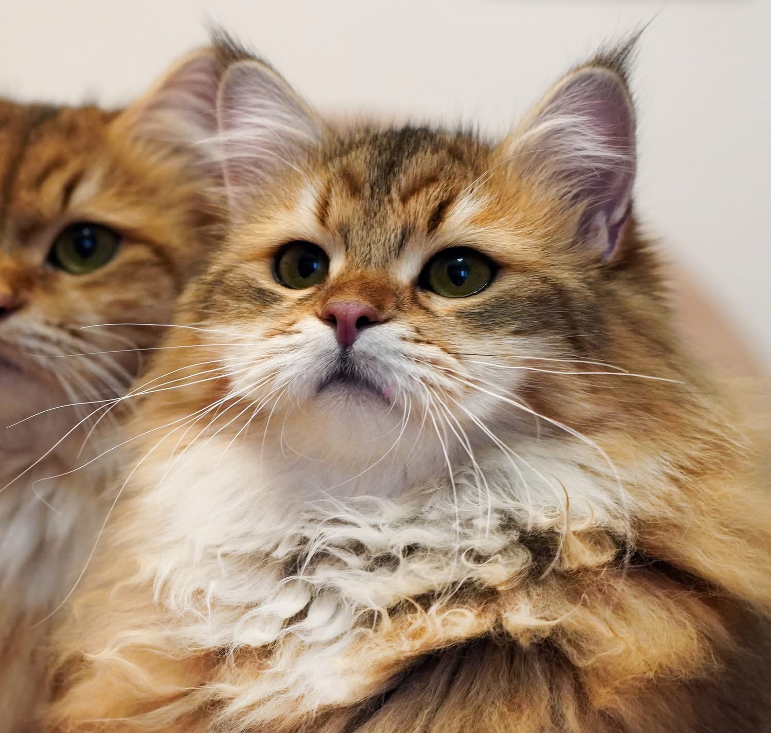 Entretien du chat sibérien