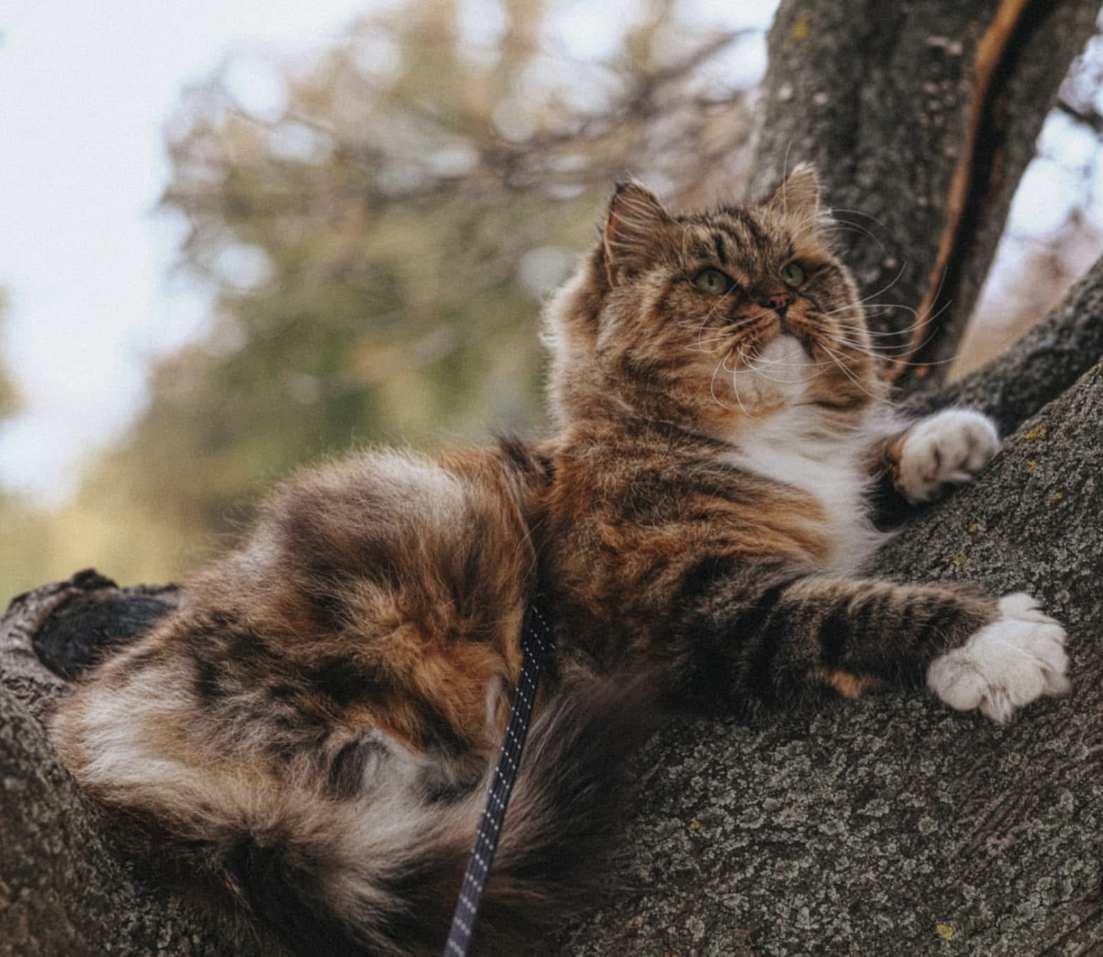 Sibérien brown tabby