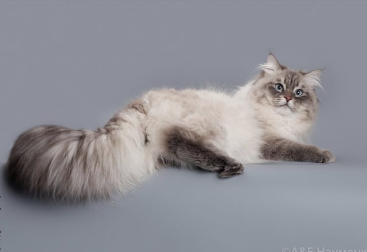 Père - Pan Velvet Gold Nimpha