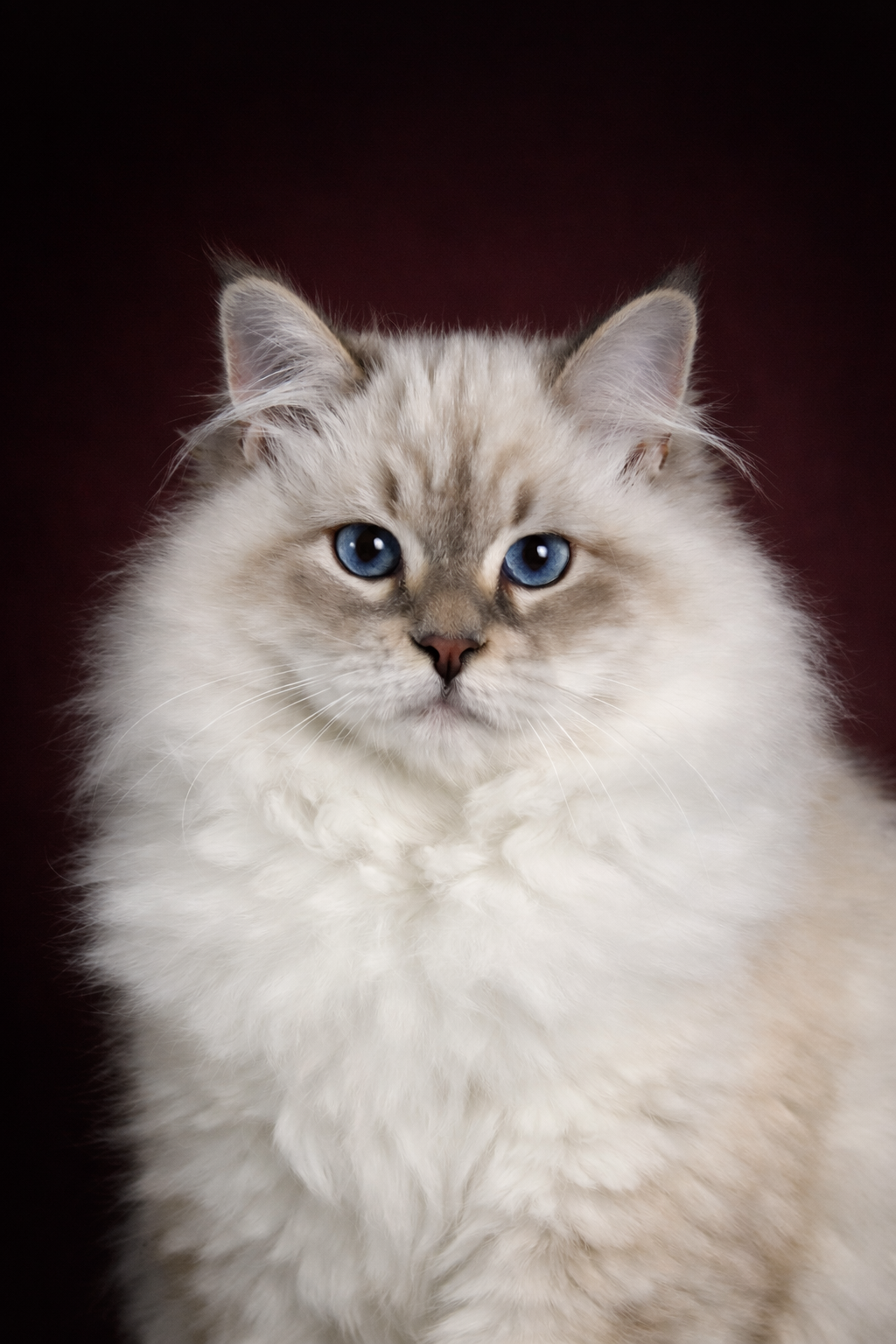 Sibérien Neva Masquerade