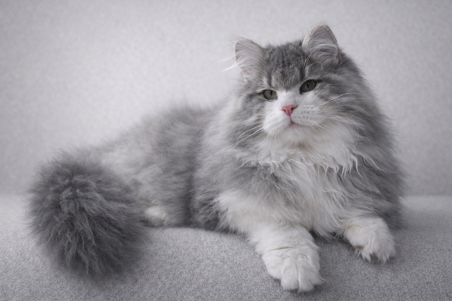 Un chat hypoallergénique