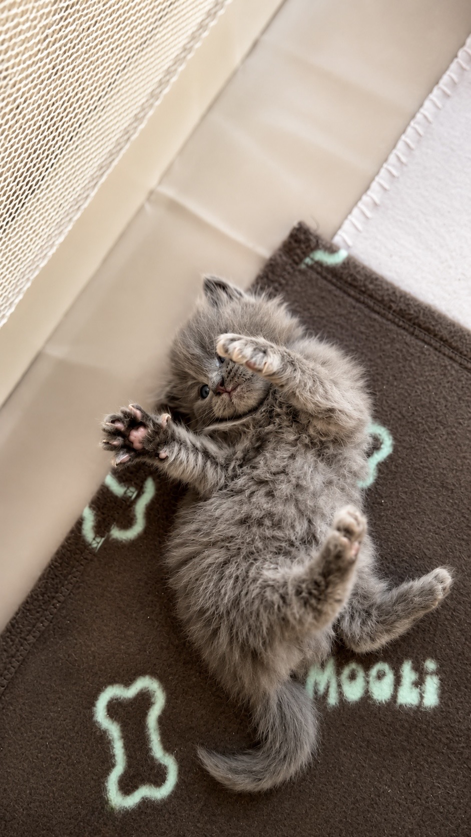 Chaton Sibérien disponible à la réservation