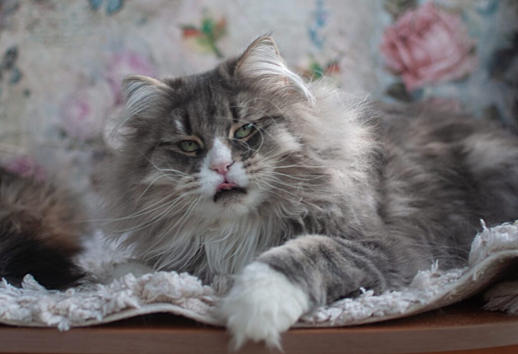 Mère - Yustina Siberian Sapphire