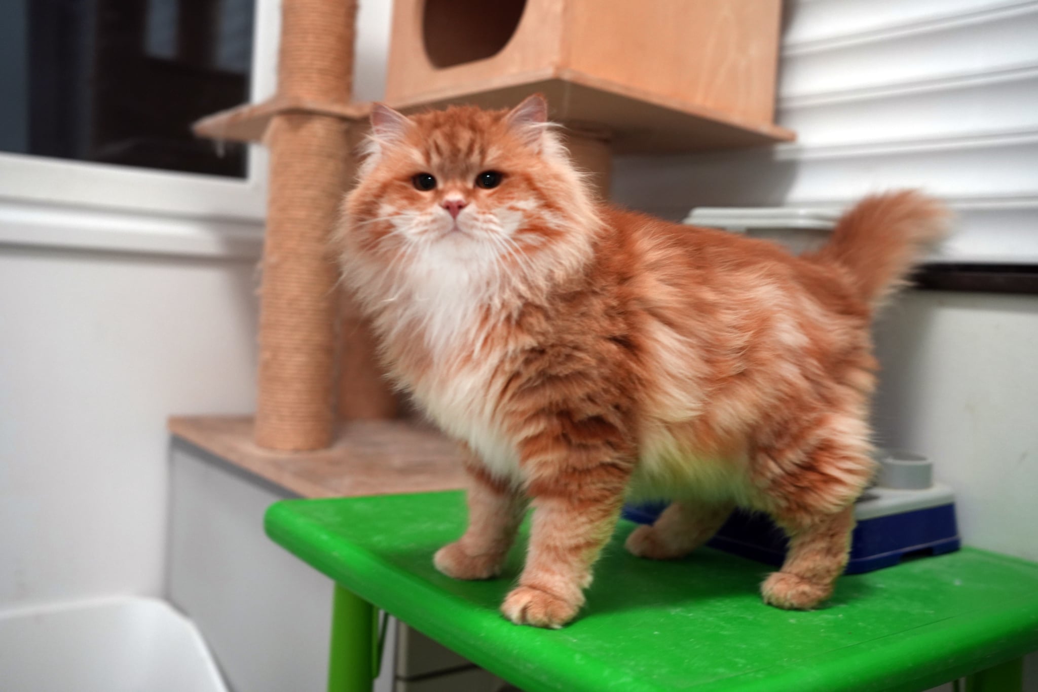 Père - Yuliy Siberian Sapphire