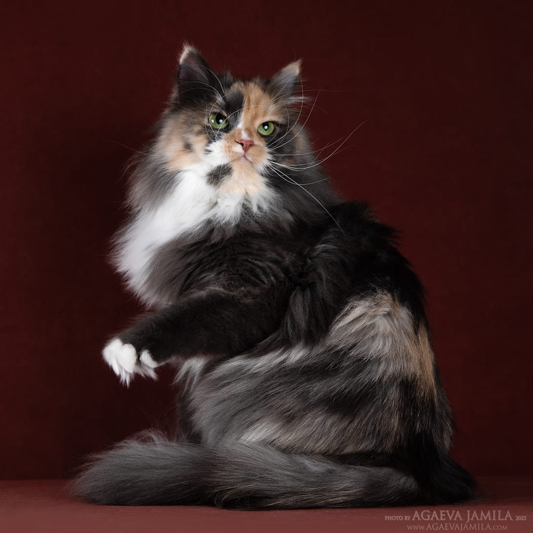Chat sibérien au calme