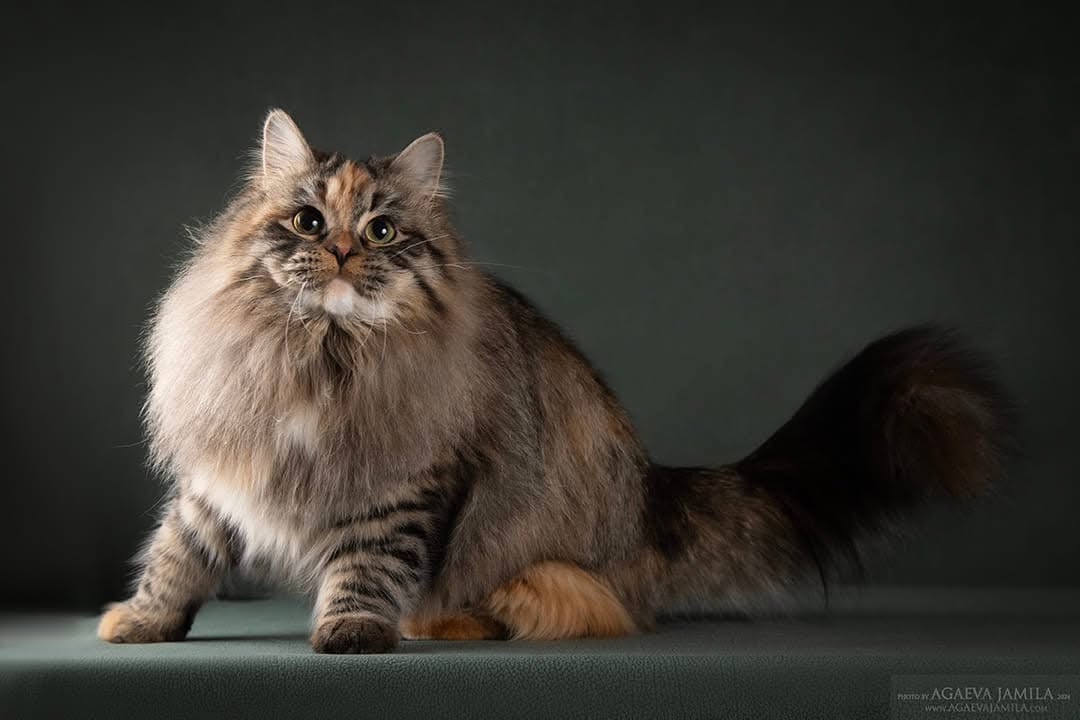 Chat sibérien hypoallergénique