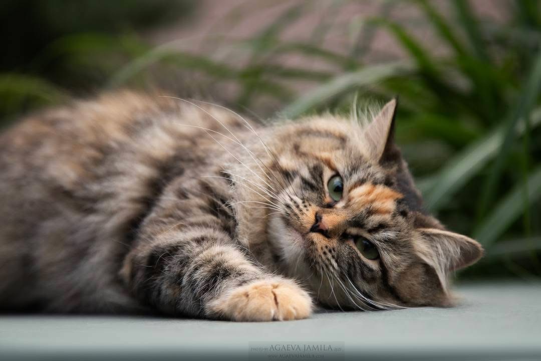 Chat jouant