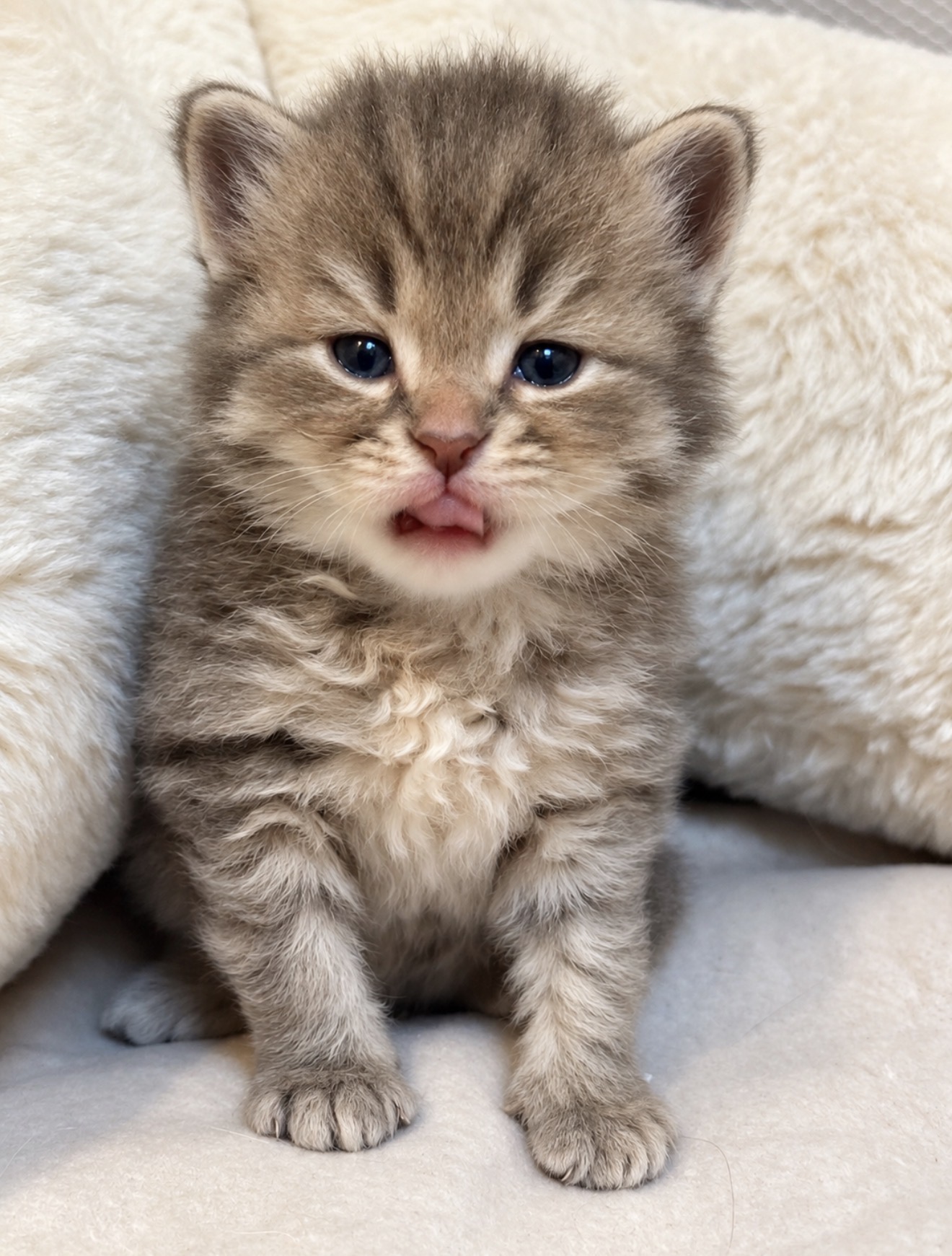 Chaton 4 photo 3