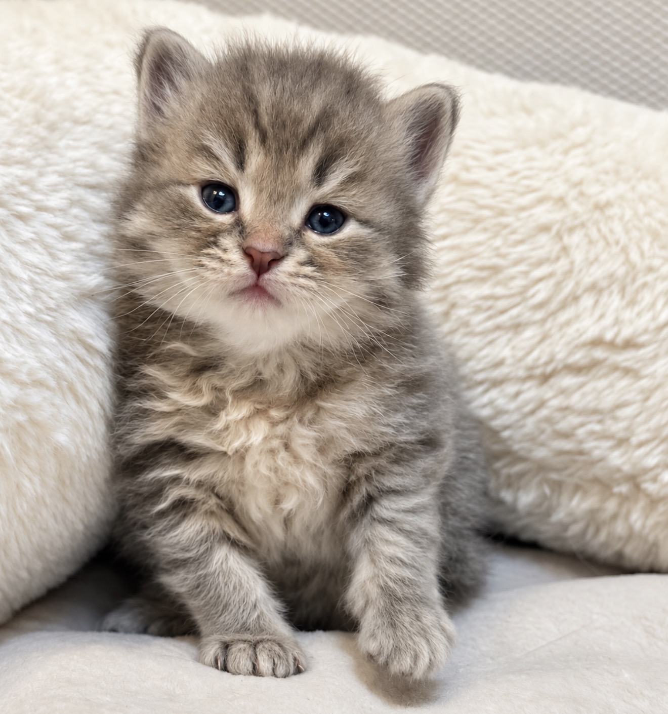 Chaton 4 photo 2