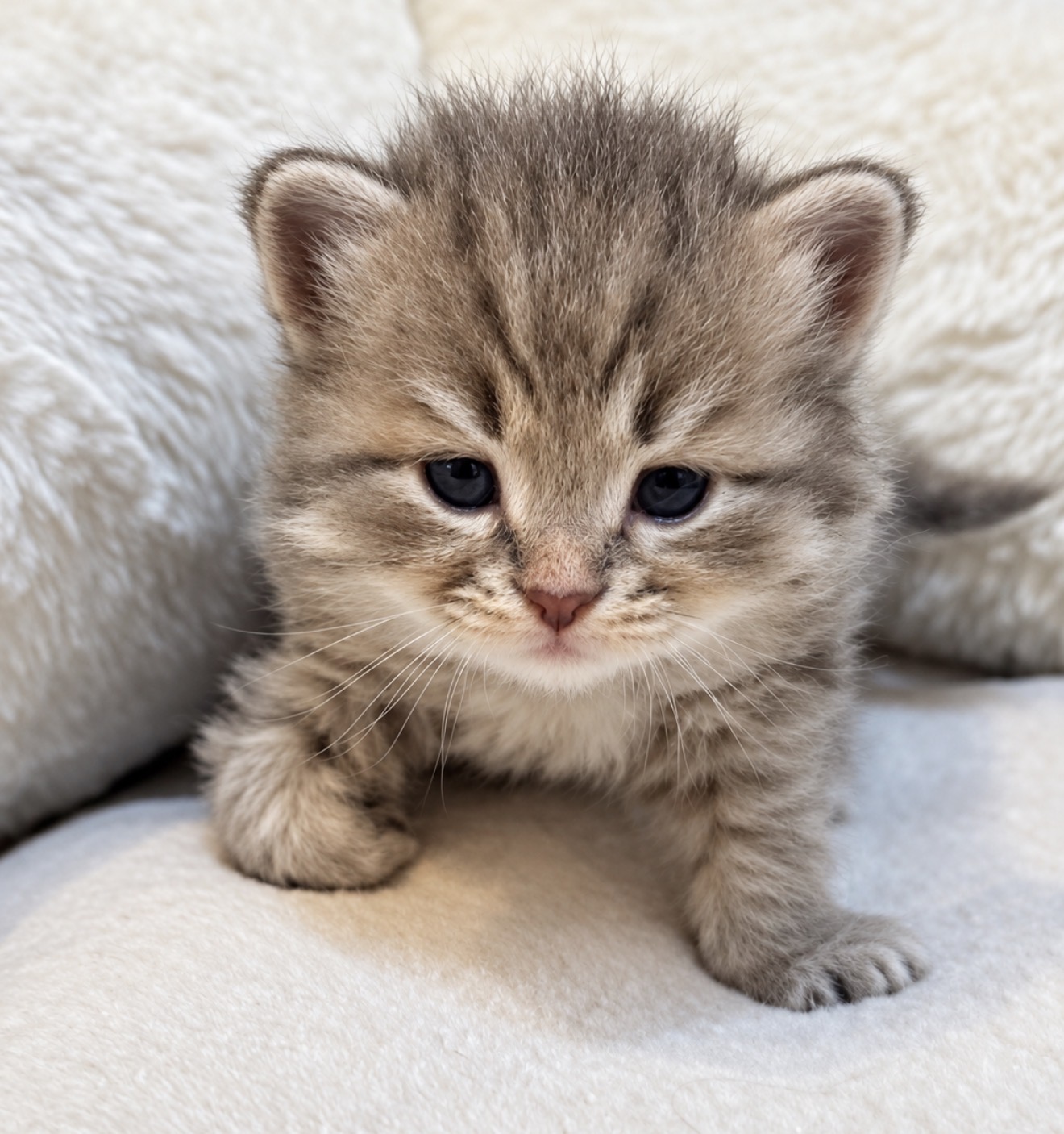 Chaton 4 photo 4