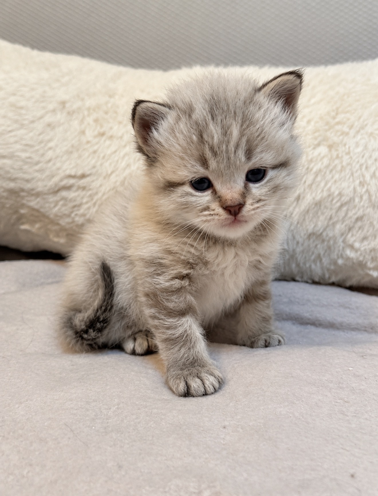 Chaton 2 photo 1