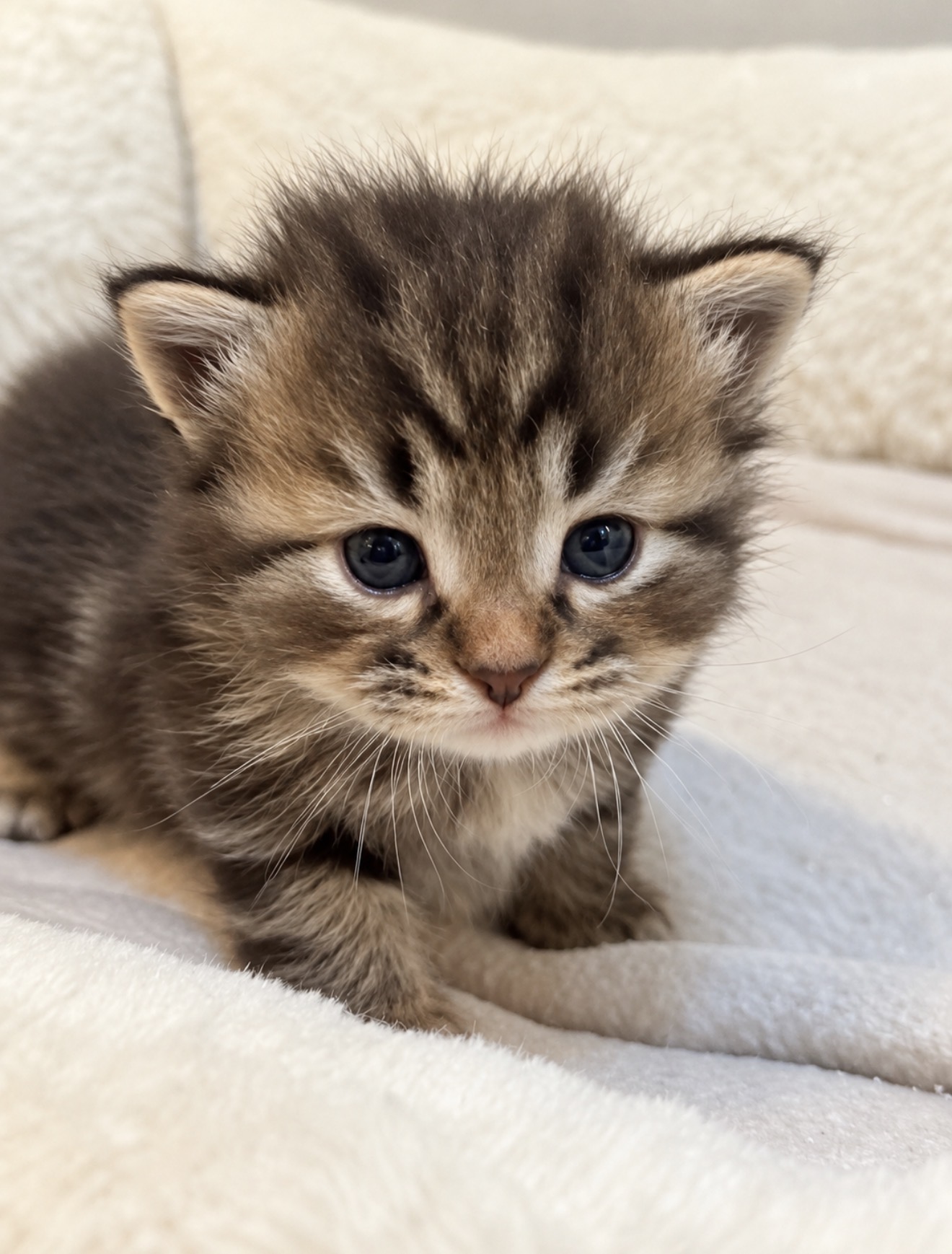 Chaton 3 photo 2