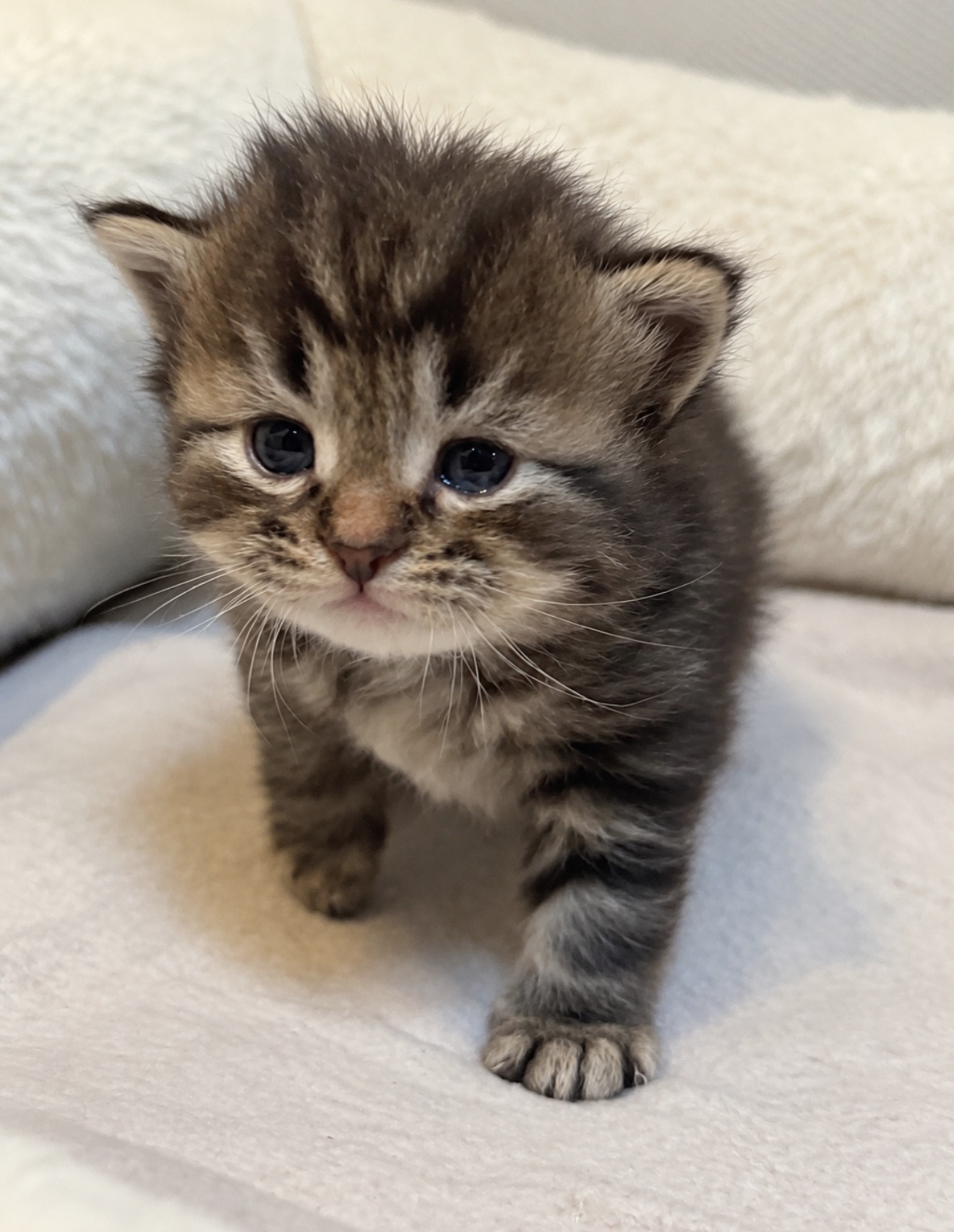 Chaton 3 photo 3
