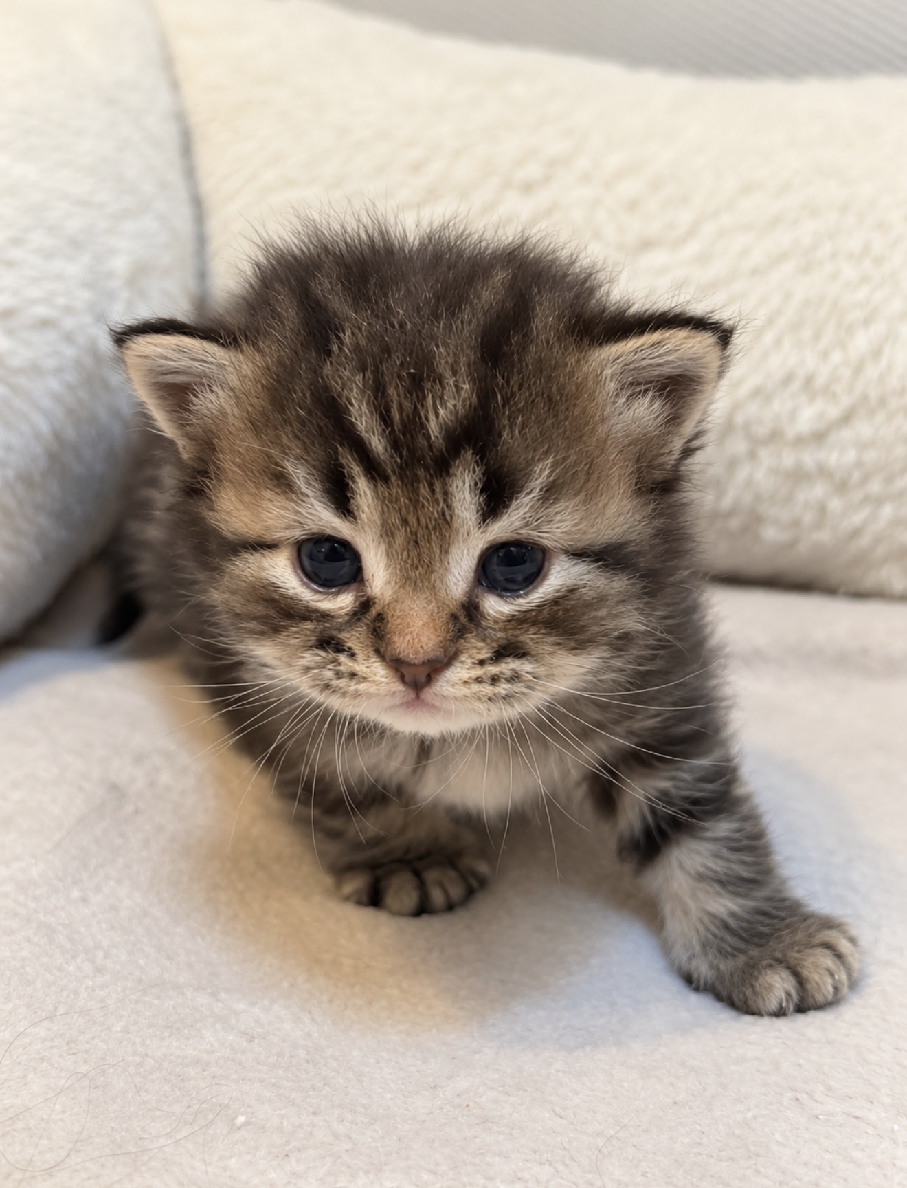 Chaton 3 photo 1