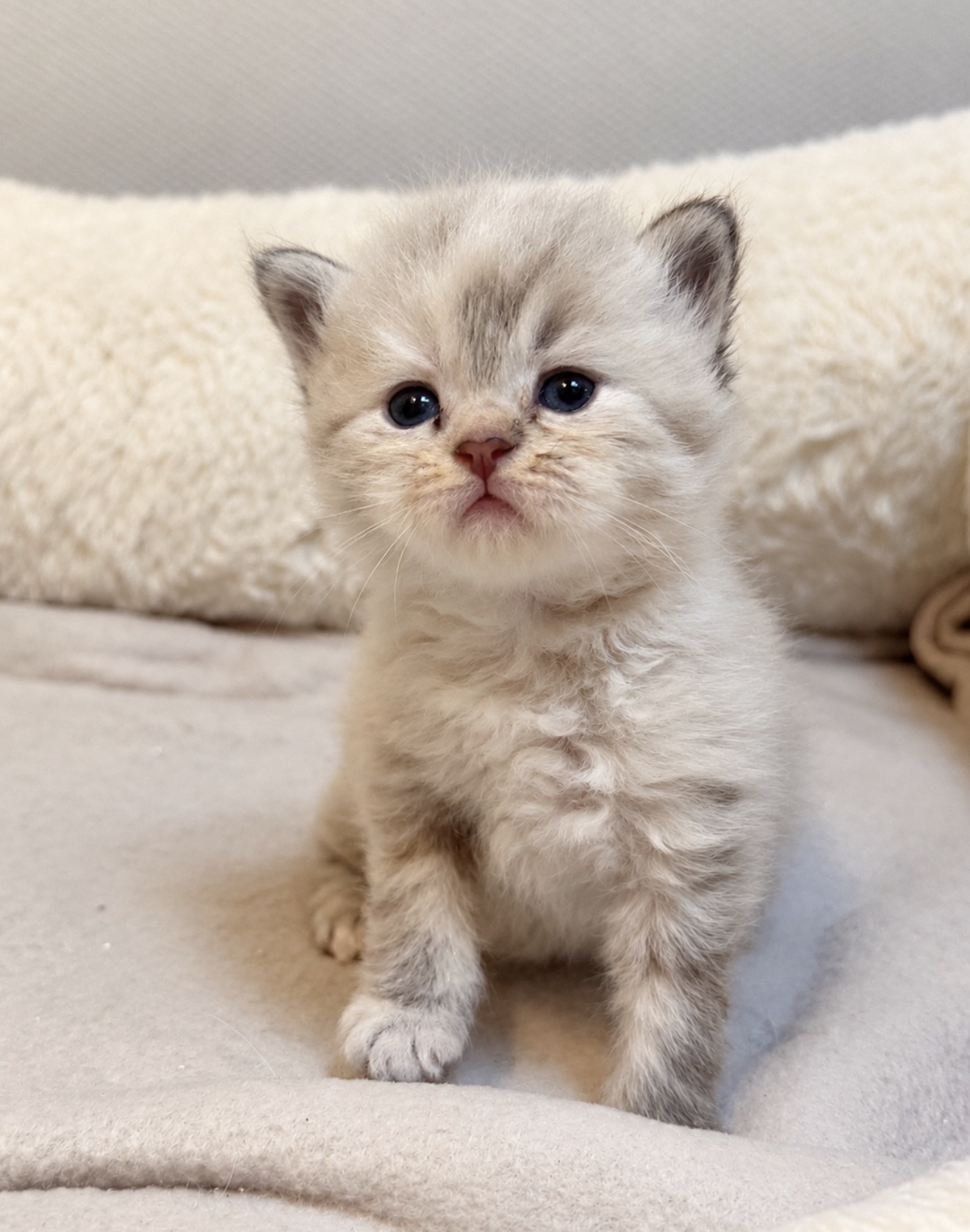 Chaton 7 photo 1