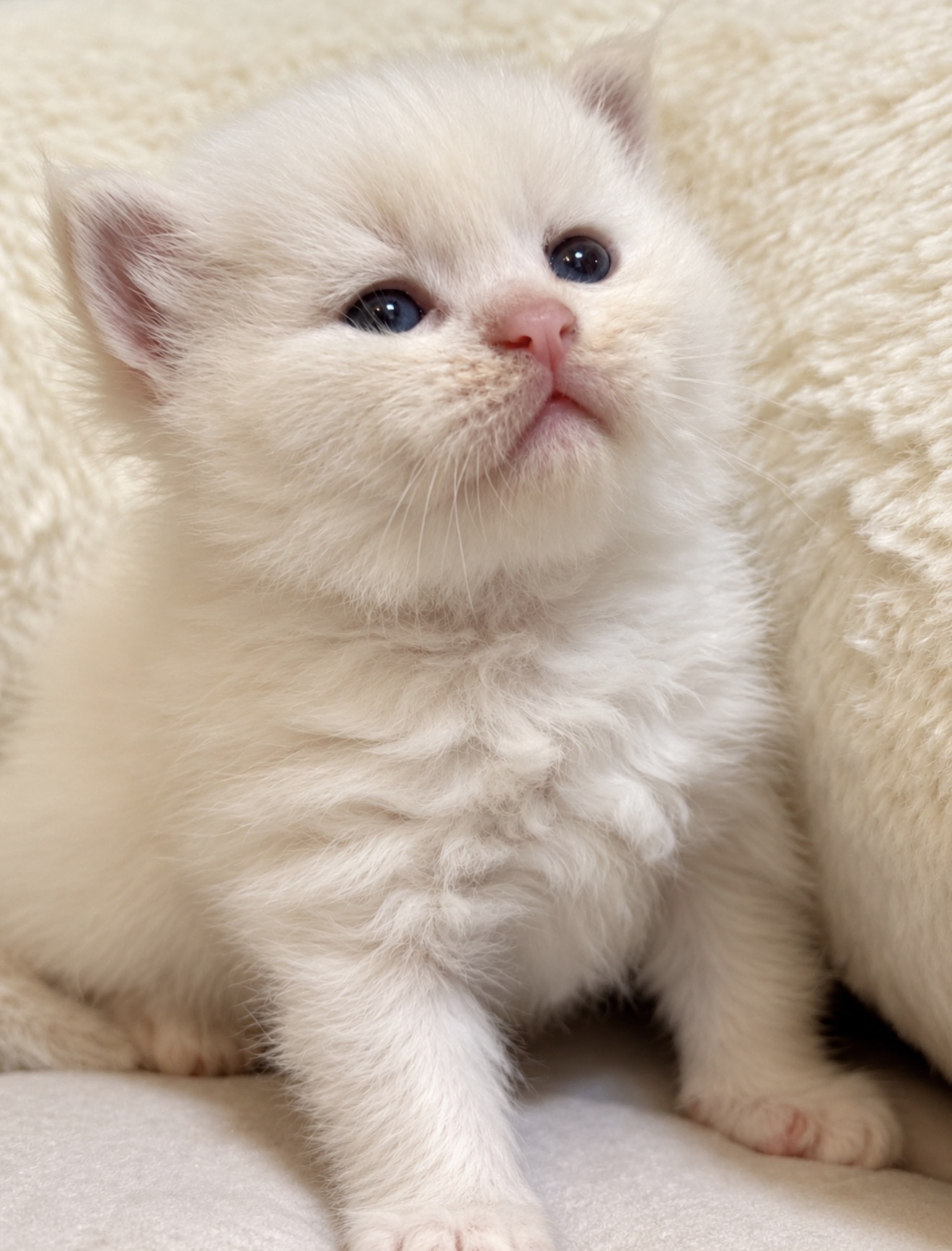 Chaton 1 photo 1