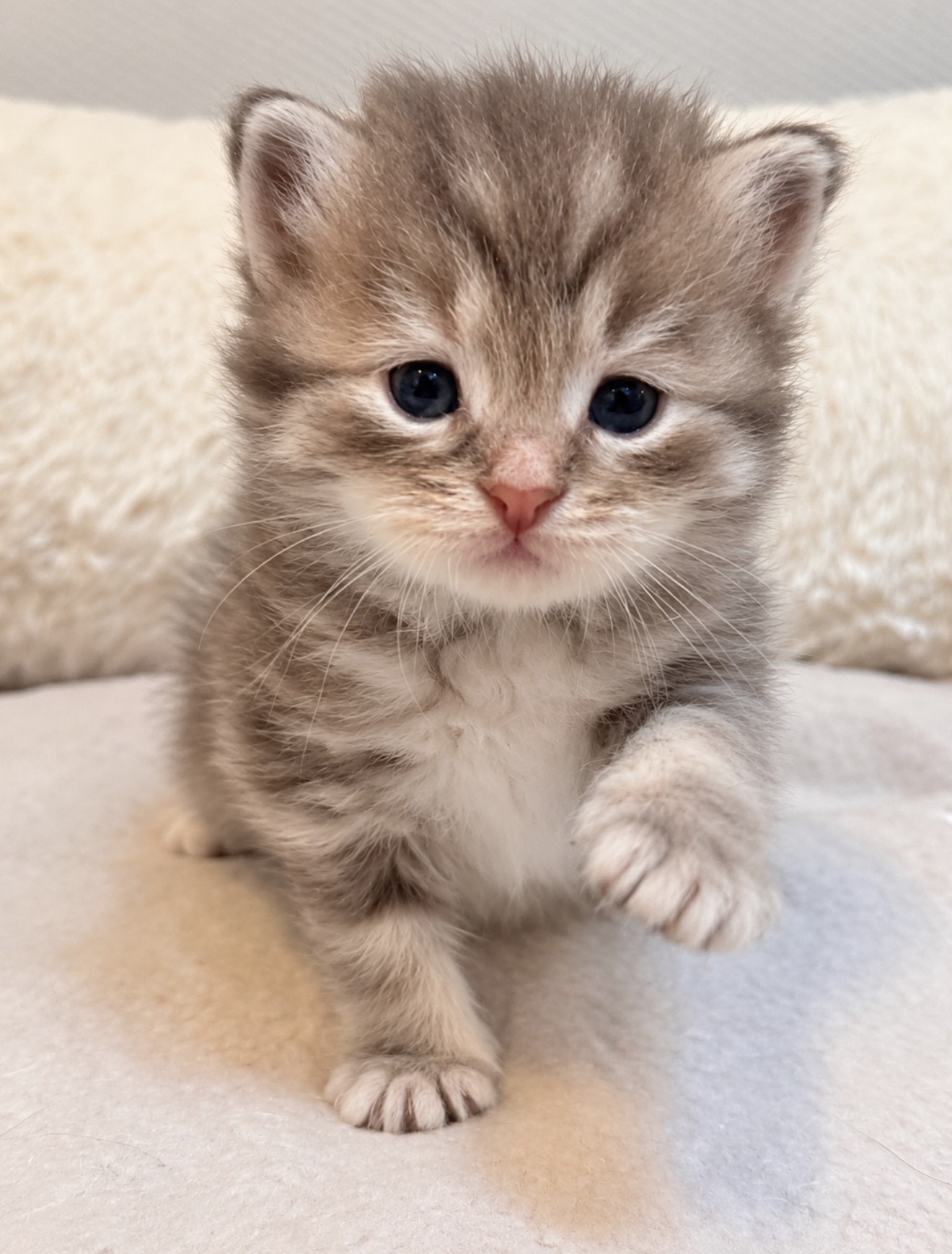 Chaton 6 photo 1