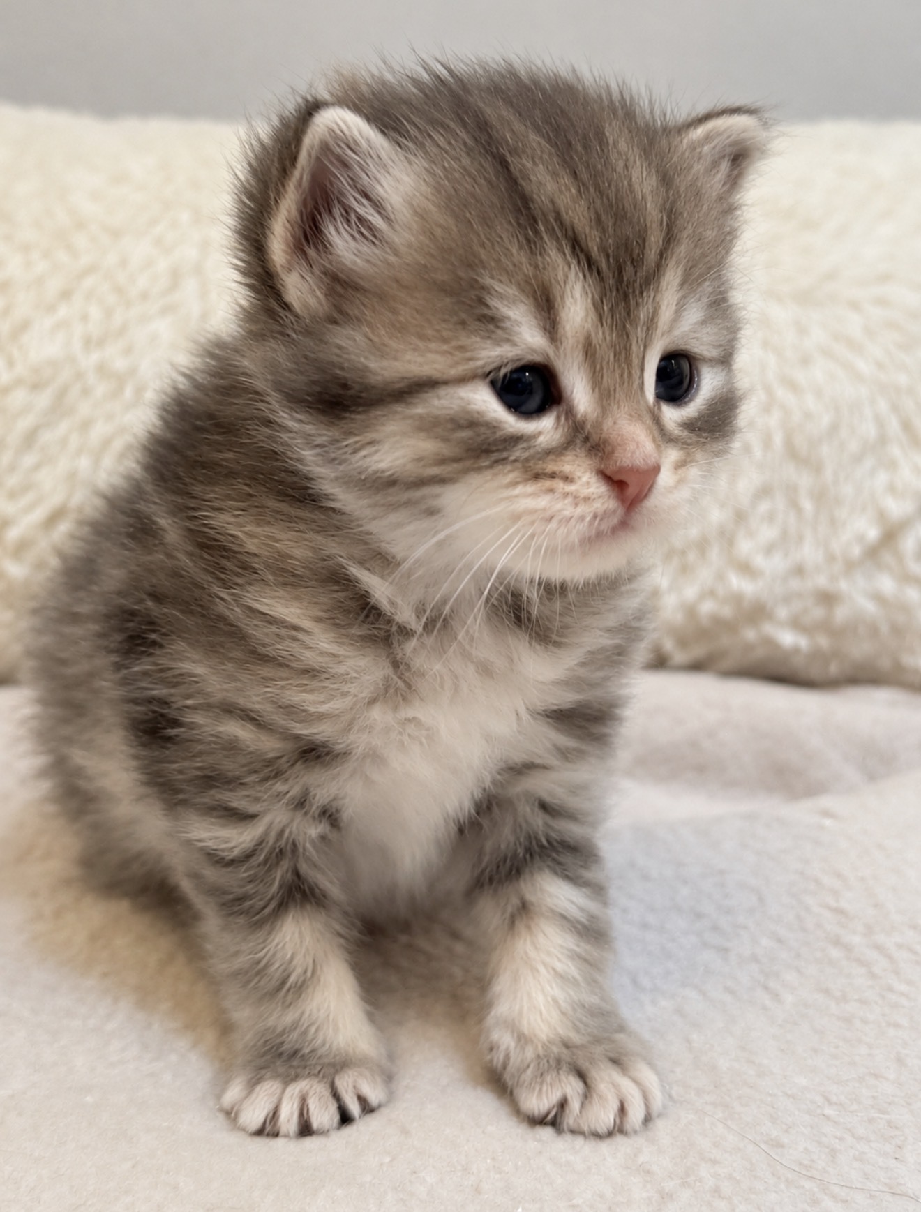 Chaton 6 photo 2