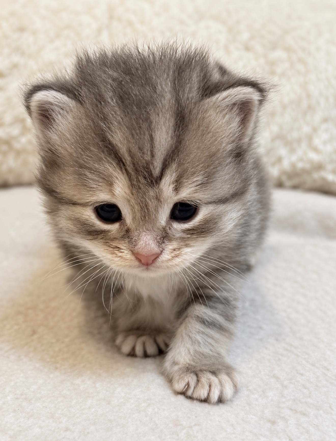 Chaton 6 photo 3