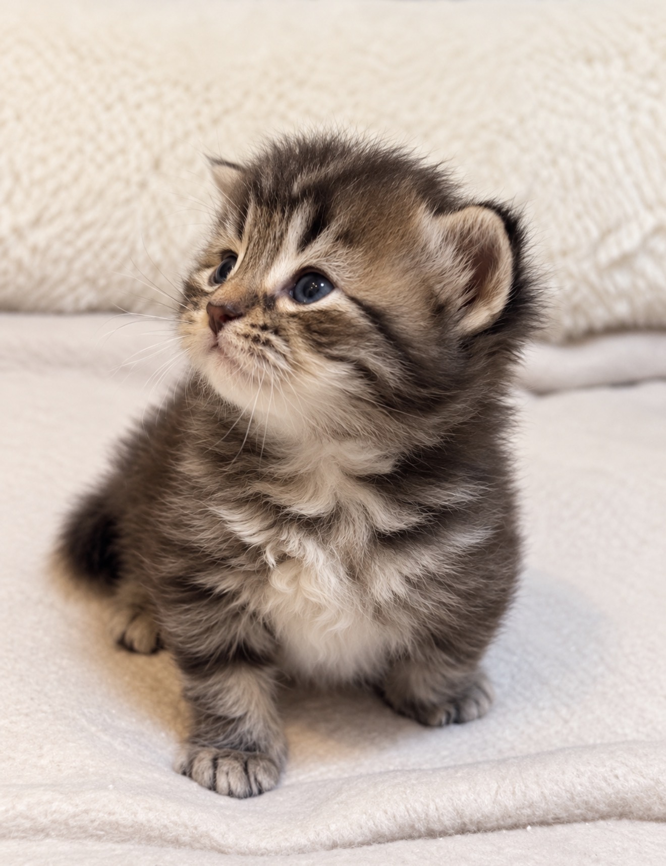 Chaton 8 photo 1