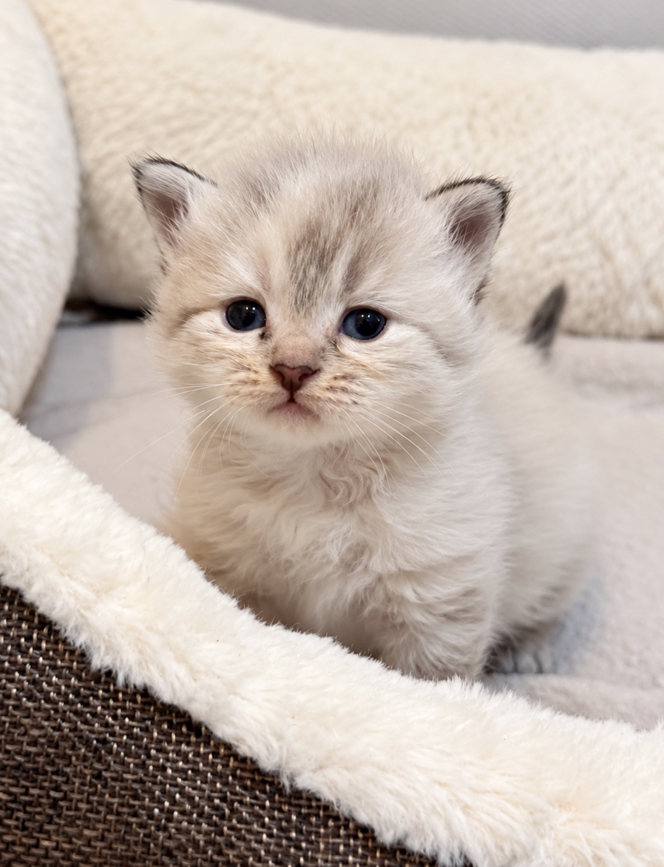 Chaton 7 photo 2